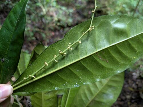 Codiaeum variegatum observed 2025-01-13