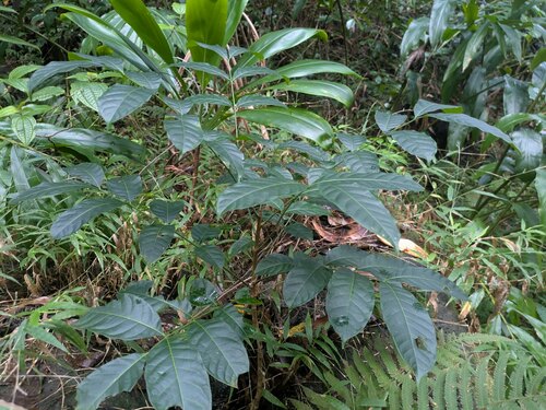 Swietenia macrophylla observed 2025-01-13