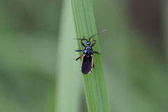 Ectrychotes andreae