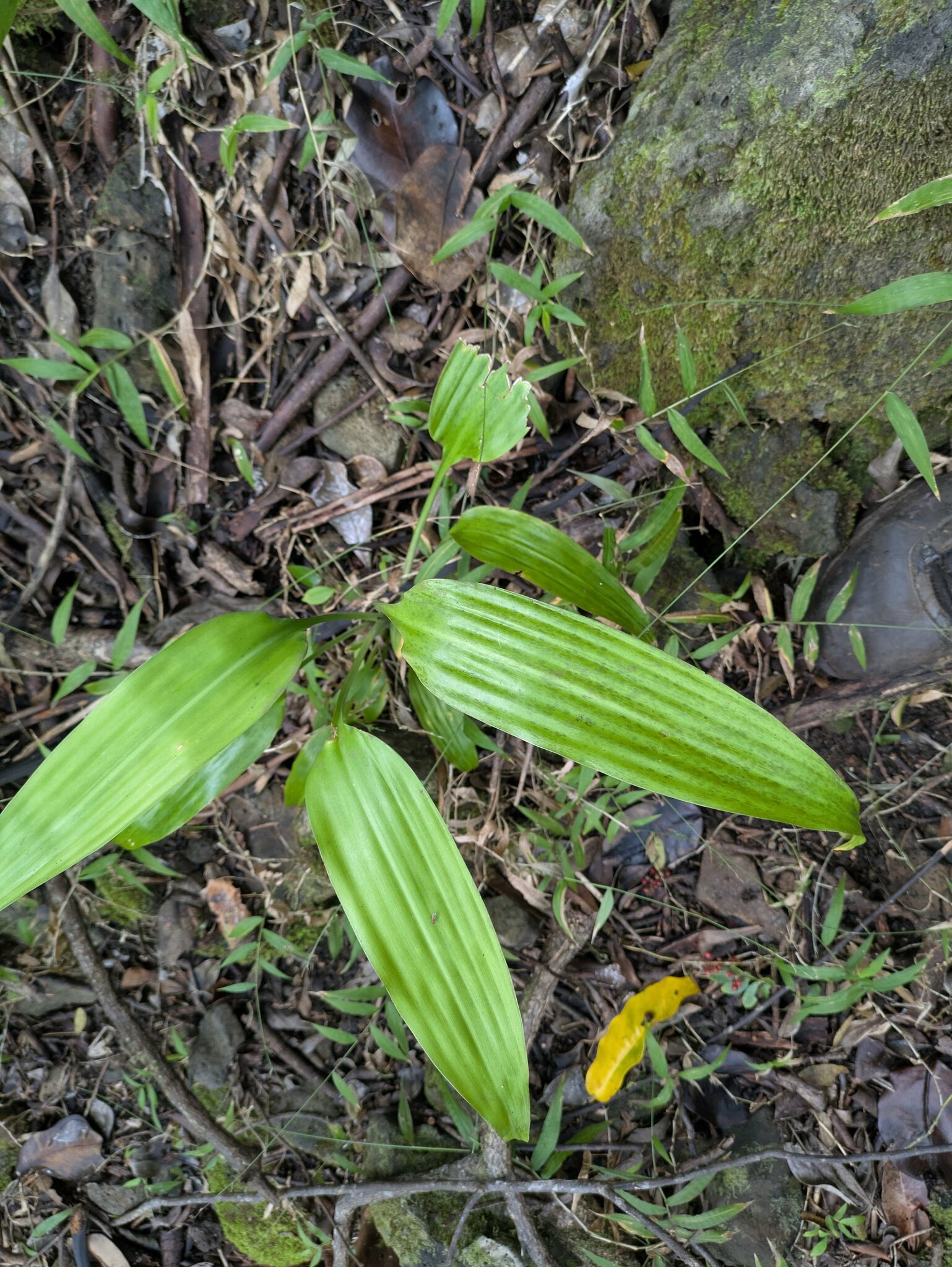 Imagem de Dracena