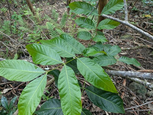 Swietenia macrophylla observed 2025-01-13