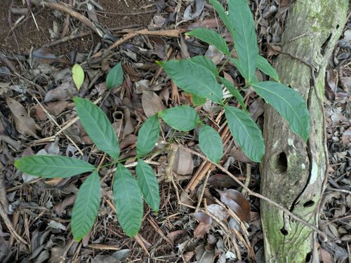 Swietenia macrophylla observed 2025-01-13
