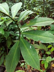 Costus laevis