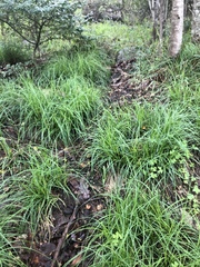 Carex lancea