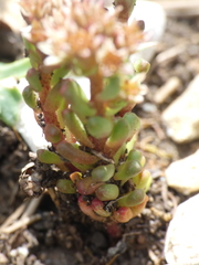 Sedum atratum