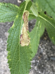 Calycomyza verbenae