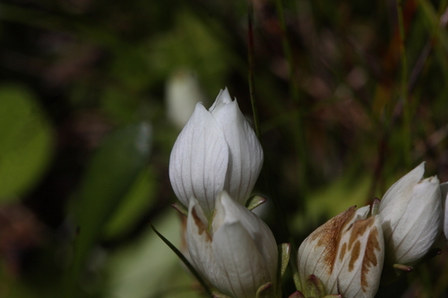 Image of Gentianella bellidifolia by (c) Juliette Fuehrhop, some rights reserved (CC BY)