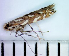 Parectopa pennsylvaniella