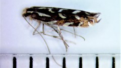 Parectopa pennsylvaniella