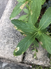 Calycomyza verbenae