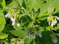 Symphytum officinale