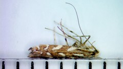 Parectopa pennsylvaniella