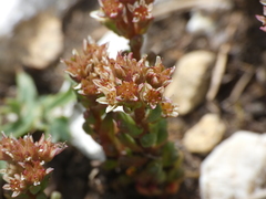 Sedum atratum