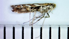 Parectopa pennsylvaniella