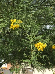 Parkinsonia
