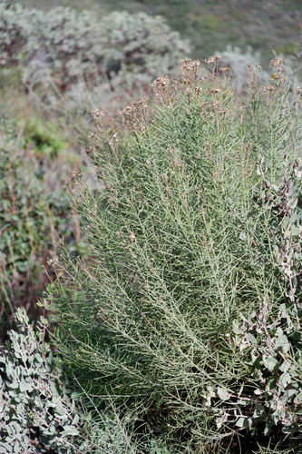 Image of Ericameria arborescens by (c) Bonnie Semmling, some rights reserved (CC BY)