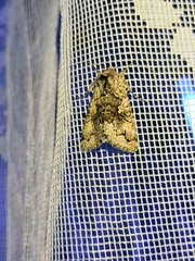 Syngrapha interrogationis