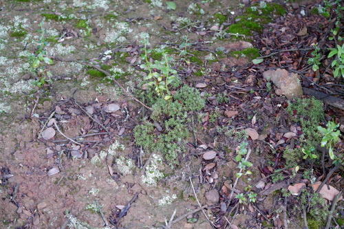 Image of Galium andrewsii by (c) Bonnie Semmling, some rights reserved (CC BY)