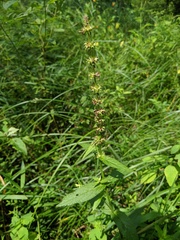 Stachys aspera