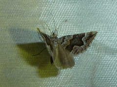 Scotopteryx obvallaria