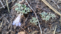 Penstemon caespitosus desertipicti