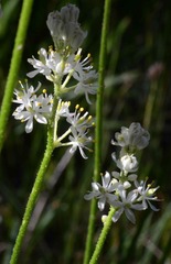Triantha occidentalis occidentalis