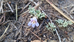Penstemon caespitosus desertipicti