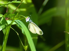 Dismorphiinae