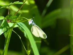 Dismorphiinae