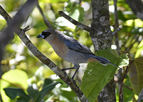 Cinnamon Tanager (Schistochlamys ruficapillus), photo 5