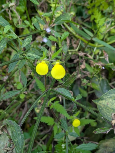 Image of Calceolaria tripartita by (c) portioid, some rights reserved (CC BY)