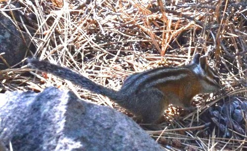 iNaturalist observation photo of Long-eared Chipmunk