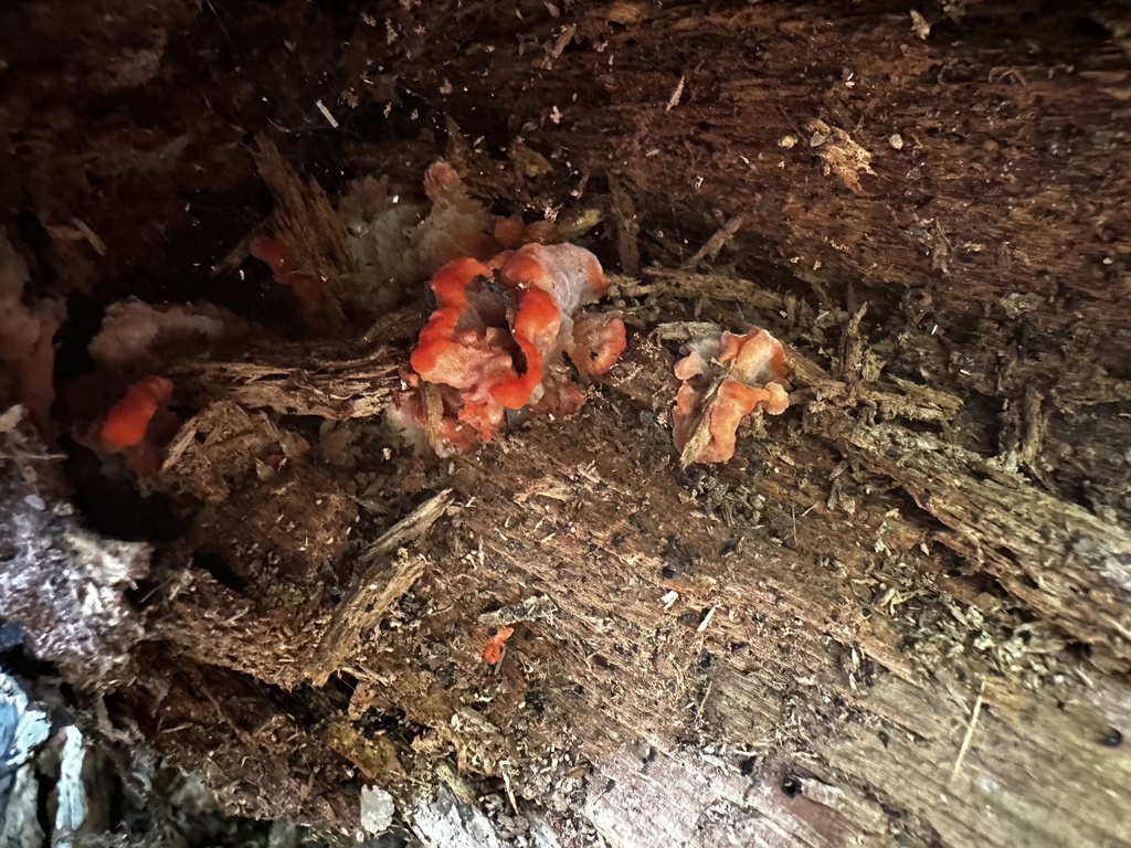 Aurantiporus pulcherrimus · January 2025 · photo: © nicolamh (iNaturalist, CC)