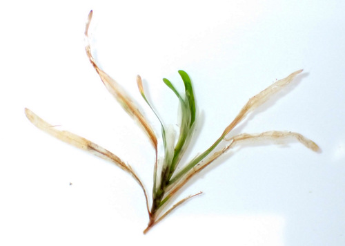 Blunt-leaved pondweed (Potamogeton obtusifolius)
