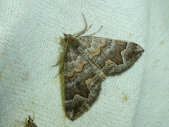 Scotopteryx obvallaria
