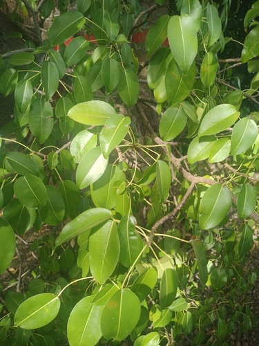 Foto de Mancenilheira