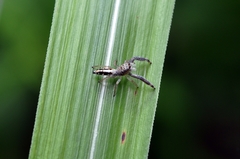 Mendoza elongata