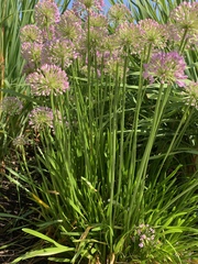 Rhizirideum