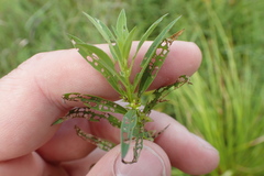 Ludwigia polycarpa