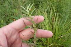 Ludwigia polycarpa