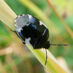 Tritomegas sexmaculatus