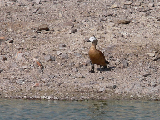 South African Shelduck