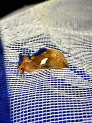 Autographa bractea