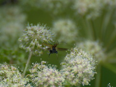 Oedemera femorata
