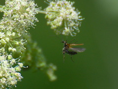Oedemera femorata