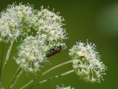 Oedemera femorata