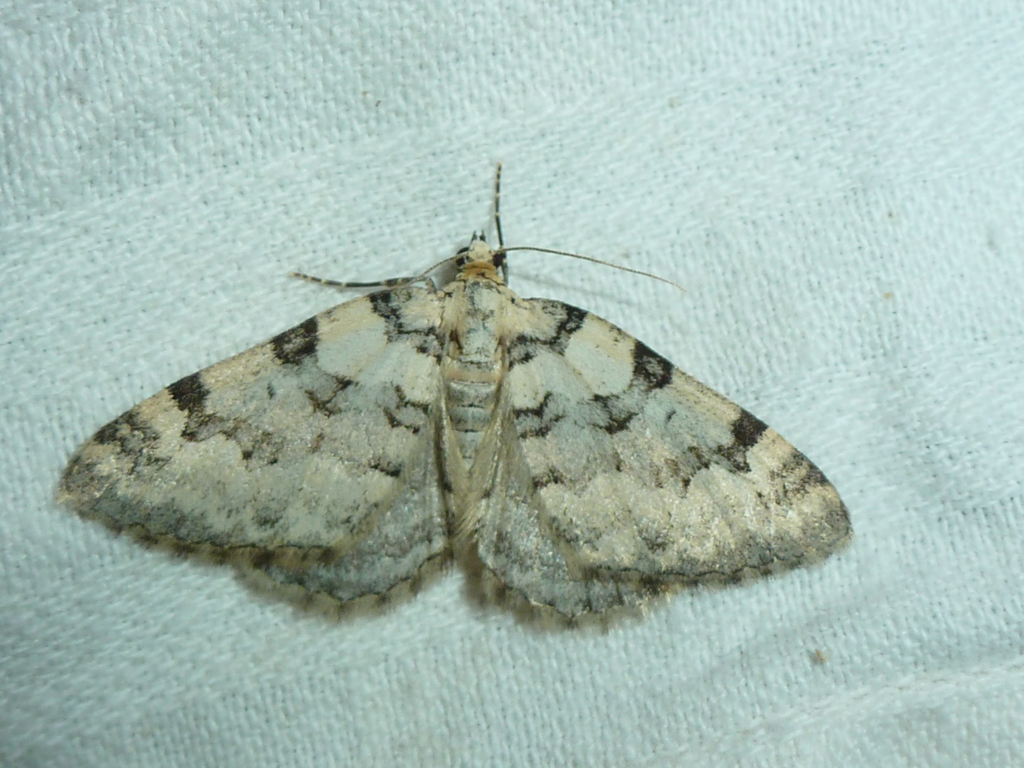 Pareulype casearia