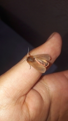 Phragmatobia