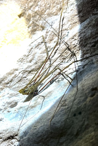 daddy longlegs