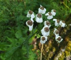 Achillea impatiens